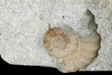 Fossil Ammonites (Promicroceras) on Limestone - Lyme Regis #166651-4